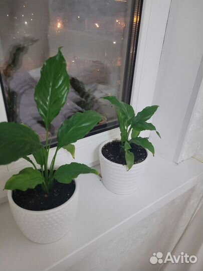 Спатифилум