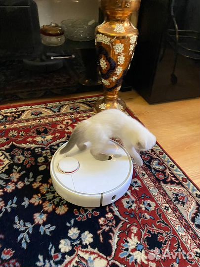 Робот пылесос