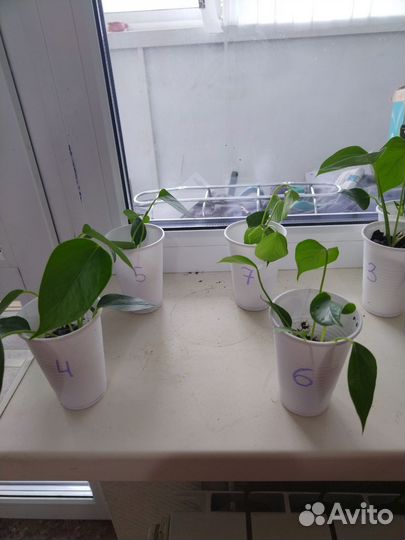 Антуриум Красный