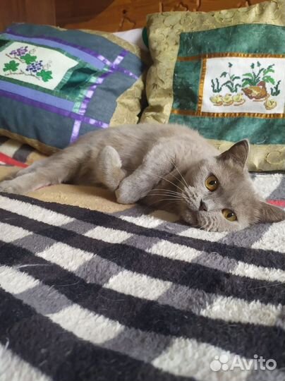 Британская