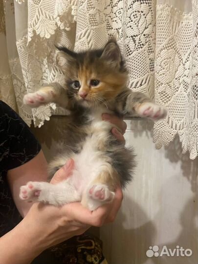 Котята мейн-кун