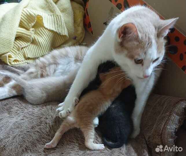 Котята в добрые руки 50р