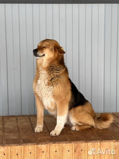 Шикарная добрая собака в отлове