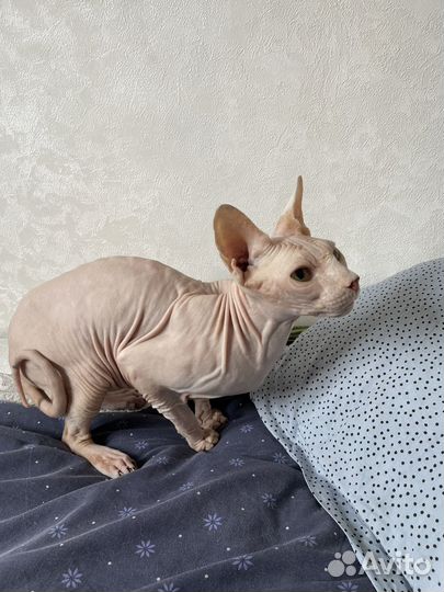 Канадский сфинкс