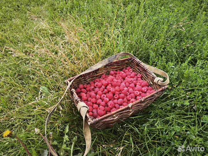 Малина, черная и красная смородина