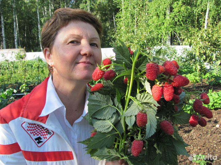 Супер саженцы малины для Урала и Сибири