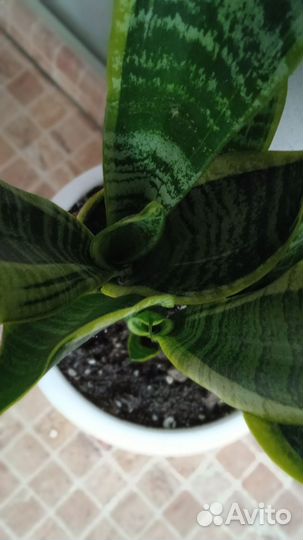 Сансевьера