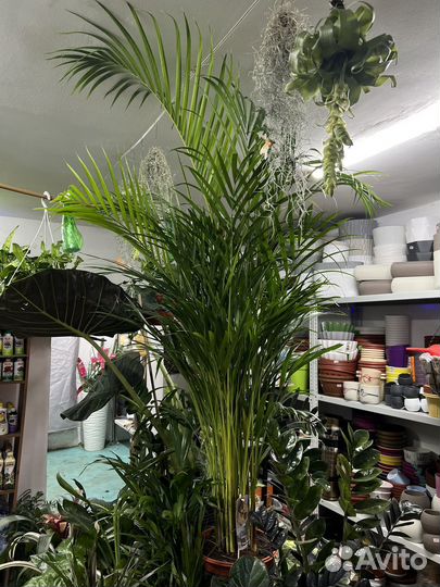 Пальма Арека дипсис 160см