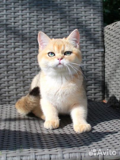 Британская кошка