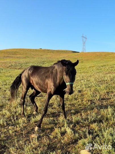 Жеребец 3 года