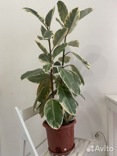 Фикус эластика тинеке