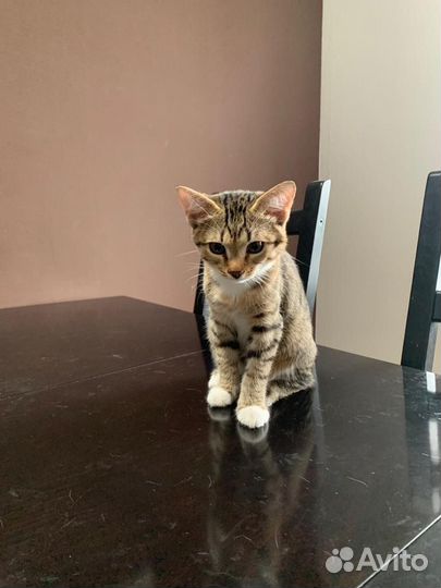 Котенок котята
