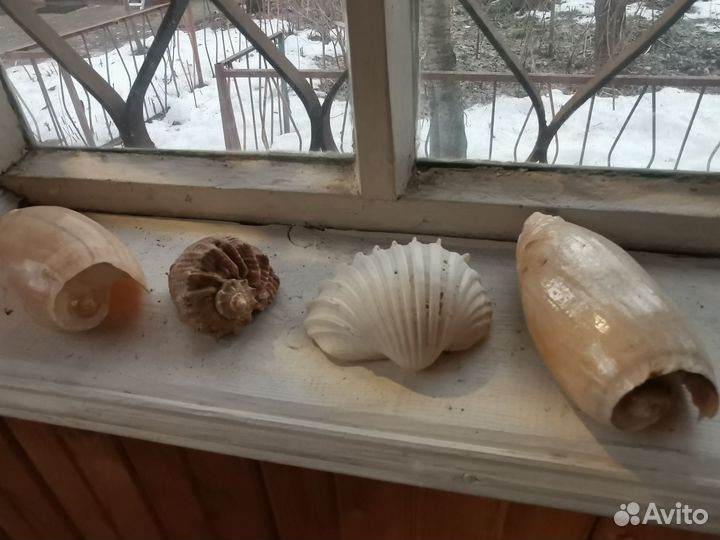 Ракушка разная, морские раковины