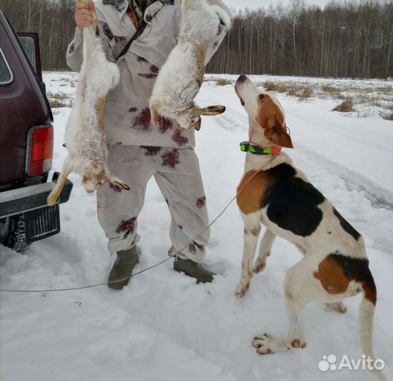 Выжлец русской пегой гончей