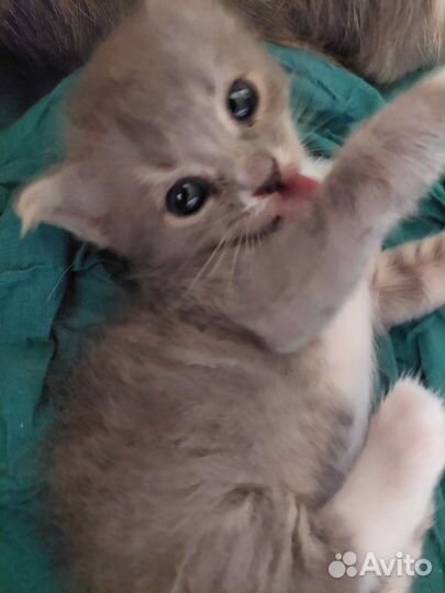 Кошки в добрые руки