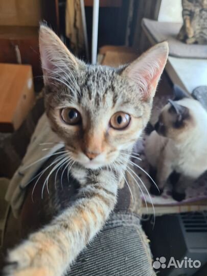 Кошки