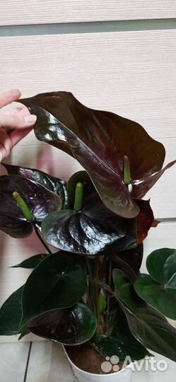Антуриум Гигант Блэк