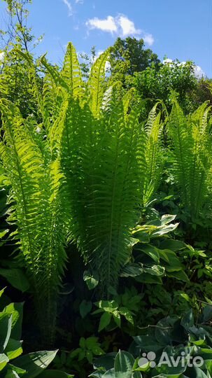 Садовые растения для красоты вашего сада