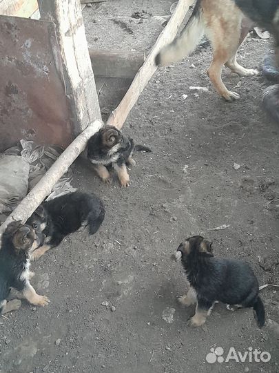 Немецкая овчарка