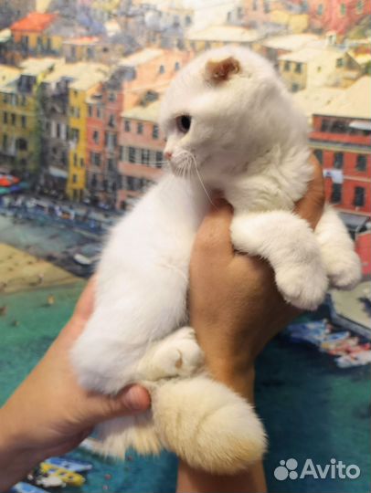 Шотландская кошечка