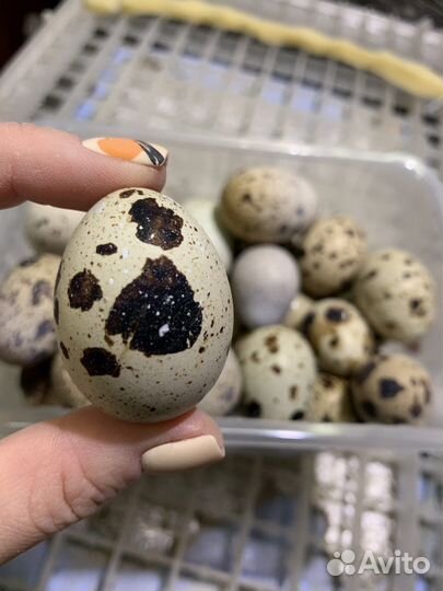 Перепелиные домашние яйца