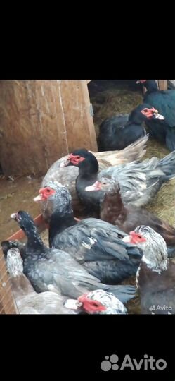 Мускусные утки