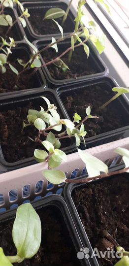 Рассада традесканции и пилеи