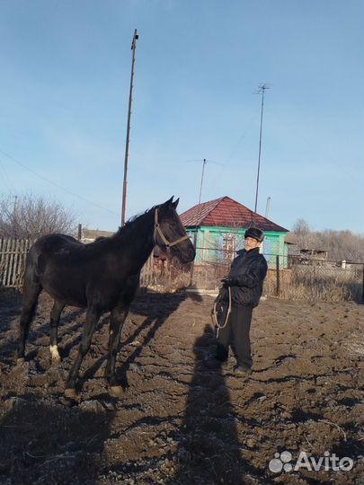 Лошадь