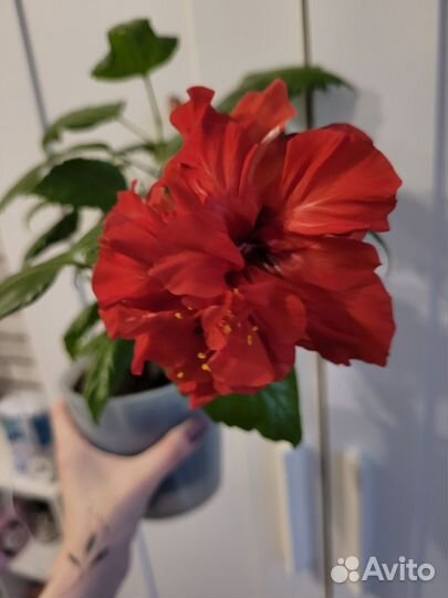 Монстера фридрихшталя, алоказия