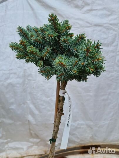 Саженцы хвойных растений. Редкие ели