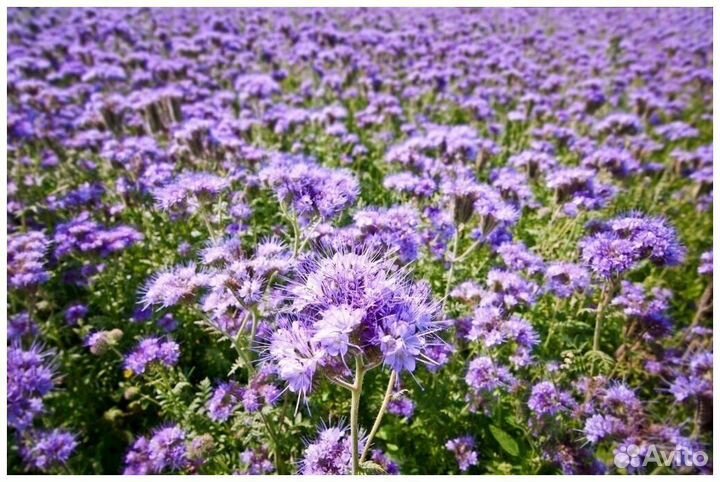 Семена фацелии