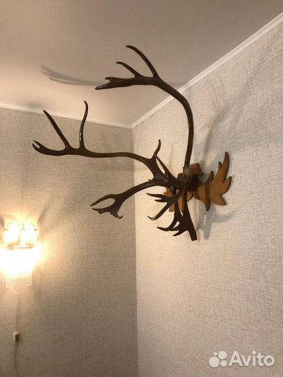 Оленьи рога