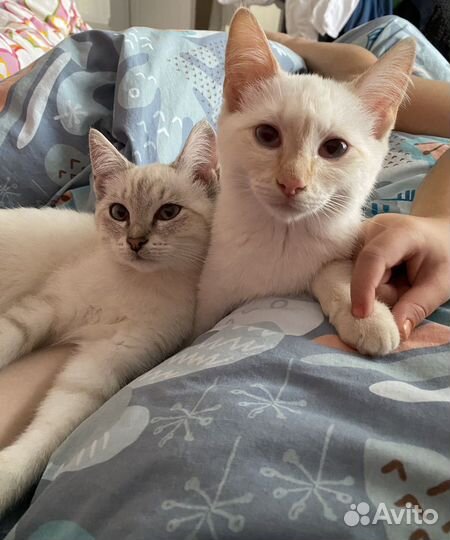 Котенок белый