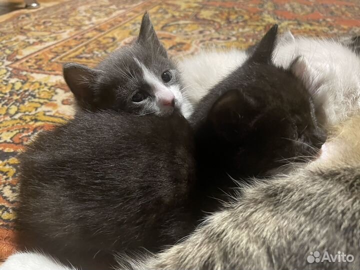 Котенок (мальчик)