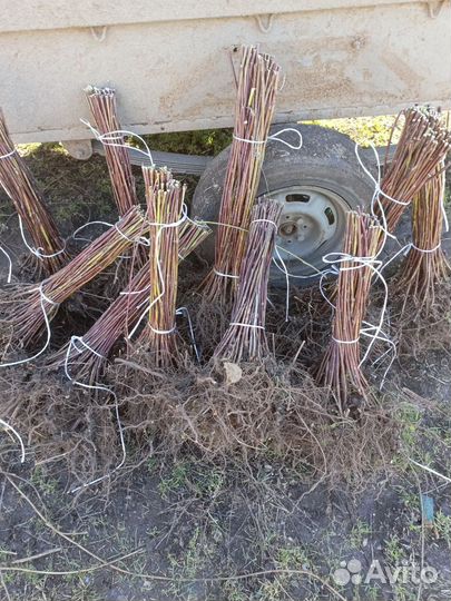 Саженец ежевики