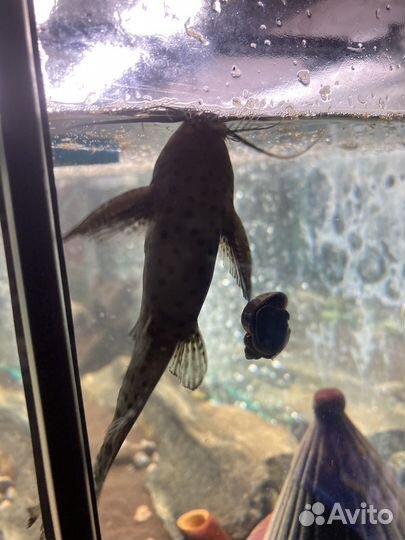 Сом Синодонтис