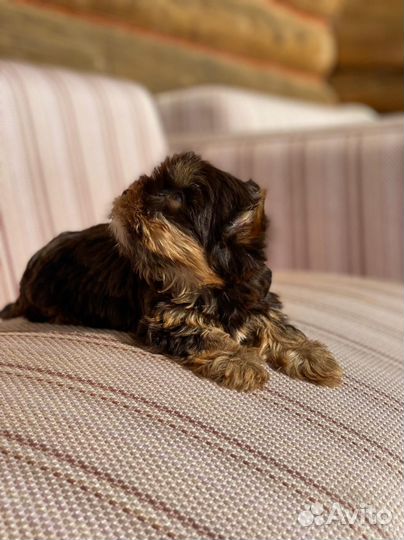 Шоколадная с подпалом йорочка