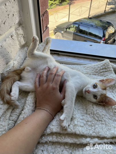 Рыжий с белым котенок