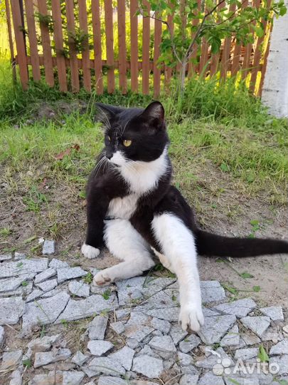 Отдам кота в добрые руки