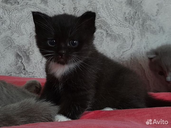 Котёнок от британской кошки