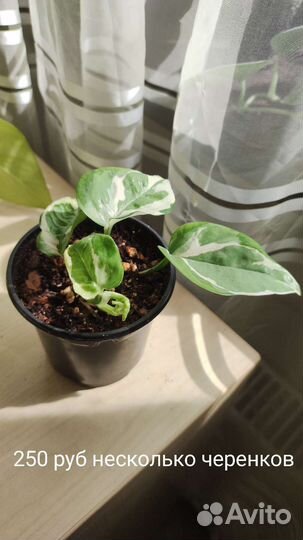 Сциндапсус н джой