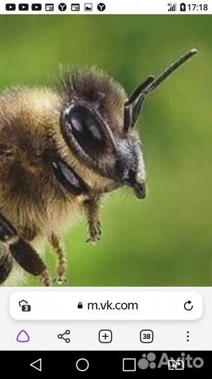 Пчелы карника