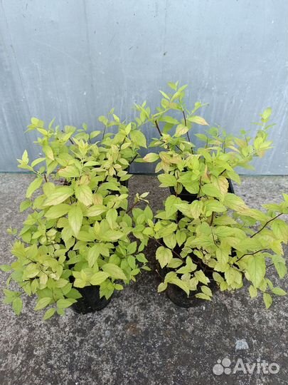 Спирея японская голден принцесс
