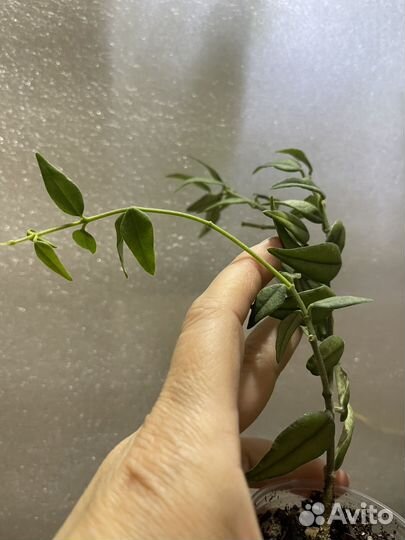 Хойя сингониум маранта