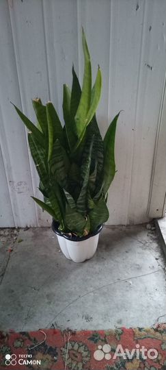 Сансиеверия