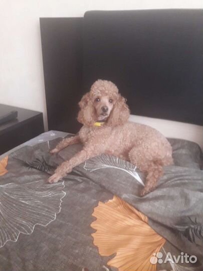 Передержка собак и выгул в районе Ховрино