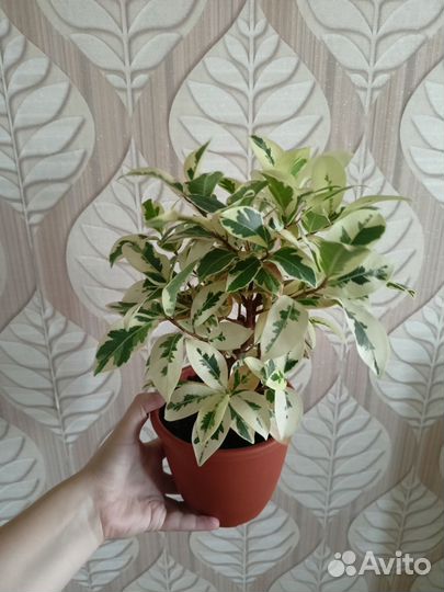 Фикус альбомаргината