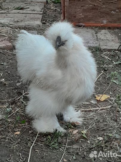 Молодые петрушки китайских шелков