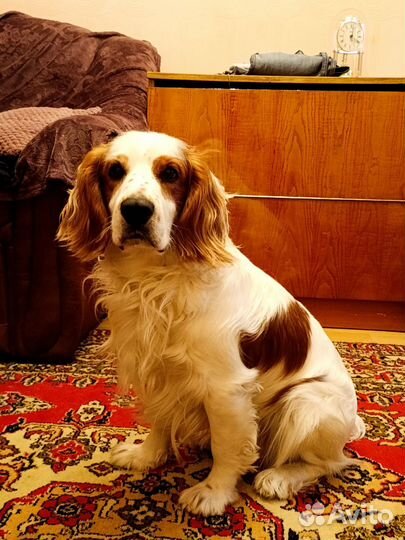 Спаниель Вязка