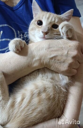 Кот в добрые руки